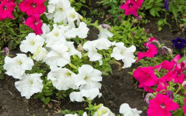 Bir buket çiçek. Çekici bir şekilde düzenlenmiş bir demet çiçek, özellikle bir hediye olarak sunulan ya da bir törende taşınan. burun, lezzet