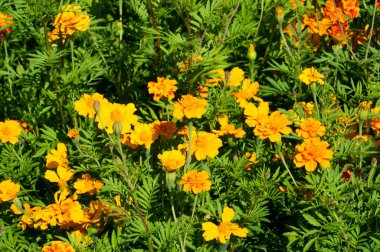 Kadife kadife çiçekleri en yaygın olarak Afrika kadife çiçekleri ya da Fransız kadife çiçekleri olarak bilinir. Sözde mühür kadife çiçekleri çoğunlukla Tagetes tenuifolia 'dan türetilmiştir.