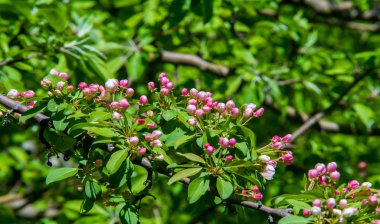 Elma Çiçekleri, Elma Çiçeği. Doğal yeşil arka planda gün ışığında. Ağaç beyazı baharda çiçek açar..