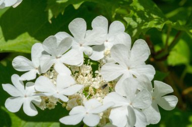 Viburum çiçekleri. Çiçekler 5-15 cm genişliğinde, her çiçek beyaz, krema ya da pembe, küçük, 3-5 mm genişliğinde, beş yapraklı, bazı türlerde güçlü kokulu..