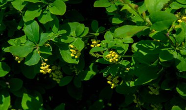 Berberis vulgaris, Berberiler (Berberis vulgaris) familyasından bir böğürtlen türü. Yenilebilir asit dutları üretiyor. Birçok ülkede meyveleri için yetiştirilir..