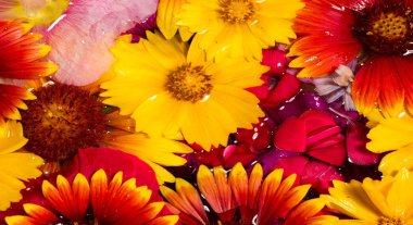 Tarla ve çayır çiçekleri koparılmış, suda fotoğraflanmış. Kırık yaprakların parlak renkleri