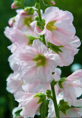 Althaea officinalis veya marsh-mallow, otçullukta ve kökten yapılan süs bitkilerinde kullanılan Avrupa, Batı Asya ve Kuzey Afrika 'ya özgü kalıcı bir türdür.