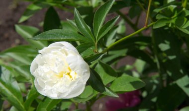 Şakayıklar, gösterişli çiçekleri için uzun zamandır yetiştirilen kuzey ılıman bölgelerin bitkisel veya çalısı bitkileridir..