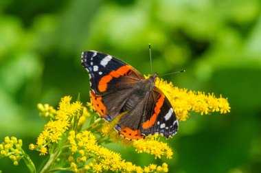Solidago, yaygın olarak altın tozu olarak bilinir, geleneksel bir böbrek toniğinde, iltihabı önlemek için bitkisel ilaç uzmanları tarafından kullanılır. Kelebek Vanessa Atalanta, Kızıl Amiral.