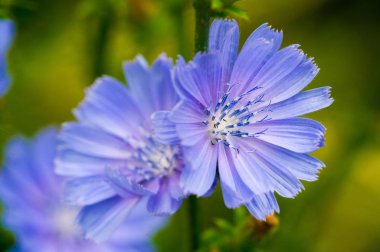 Blue cornflower 'ın ABD, Kanada, İngiltere ve Avustralya' daki popülaritesi o kadar yüksekti ki Corning Glass Works 'ün bir sembolü haline geldi..