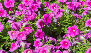 Petunia, Güney Amerika kökenli çiçekli bitkilerden biridir. Bu Fransız ulusal isminin adıdır, Petun, anlamı tütün, Tupi - Guarani dilinden gelir..