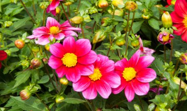 Papatya ailesinden tüberküloz köklü bir Meksika bitkisi, parlak renkli tek ya da çift renkli çiçekleri için yetiştirilir..