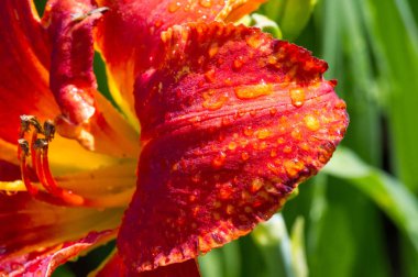 Zambak zambakları Lily - Çiçekler büyük, genellikle hoş kokulu ve beyaz, sarı, portakal, pembe, kırmızı ve mor gibi çok çeşitli renklerde sunulurlar. İşaretleme noktalar ve fırça darbelerini içerir.