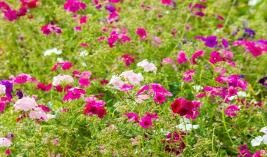 Phlox alevi; çoğunlukla Kuzey Amerika 'da, biri Sibirya' da ormanlık ve bozkırlardan farklı bir yaşam alanında bulunur. Kimisi baharda, kimisi yazın ve sonbaharda.