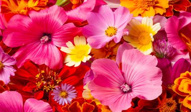 Parlak çeşitli renklerden bir kompozisyon, sarı çiçekler, sonbahar fotoğrafçılığı dekor için hoş bir kompozisyon çiçek lenme parlak renkli sonbahar buketi