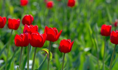 Laleler Tulipa, saklama organı olarak ampullere sahip, bahar çiçekleri açan, uzun ömürlü bir bitki cinsidir. gösterişli ve parlak renkli, genellikle kırmızı, pembe, sarı ya da beyaz