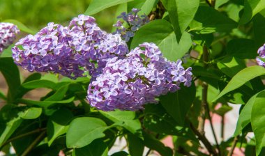 Zeytin familyasına ait ağaçlık alanlarda yetişen ve güneydoğu Avrupa 'dan doğu Asya' ya kadar ovalanan ve daha ılıman bölgelerde yaygın ve yaygın olarak yetiştirilen leylak yapraklı yapraklı şırınga türleri.
