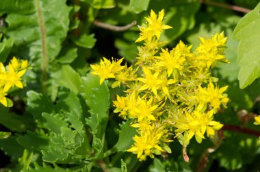 Sedum telephium, sıklıkla Hylotelephium, orpine, livelong, kurbağa midesi, arping Johnny, sonsuz yaşam, yaz ortası adamları, Yetim John, cadının para çantası
