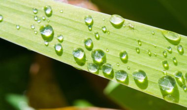 Doku, arkaplan, desen, çimenlikteki çimenler, yemyeşil doymuş renk. Karmaşık çimenler