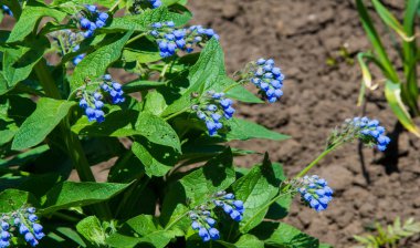 Symphytum, Boraginaceae, Boraginaceae familyasından bir bitki türü. Toplu olarak biliniyor. Bazı türler ve melezler, özellikle S. officinale ve S. uplandicum. 