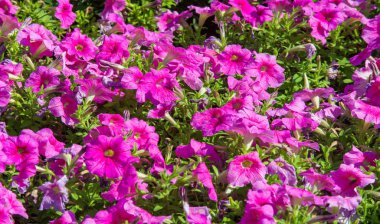 Petunia, Güney Amerika kökenli çiçekli bitkilerden biridir. Bu Fransız ulusal isminin adıdır, Petun, anlamı tütün, Tupi - Guarani dilinden gelir..