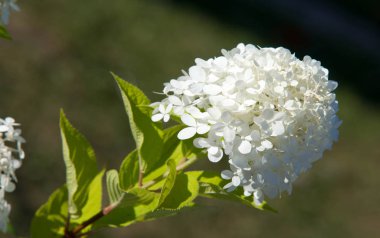 Bir buket çiçek. Çekici bir şekilde düzenlenmiş bir demet çiçek, özellikle bir hediye olarak sunulan ya da bir törende taşınan. burun, lezzet