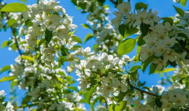 Elma Çiçekleri, Elma Çiçeği. Doğal yeşil arka planda gün ışığında. Ağaç beyazı baharda çiçek açar..