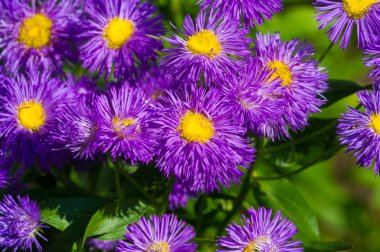 Aster ismi Yunanca 'da 