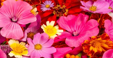 Parlak çeşitli renklerden bir kompozisyon, sarı çiçekler, sonbahar fotoğrafçılığı dekor için hoş bir kompozisyon çiçek lenme parlak renkli sonbahar buketi