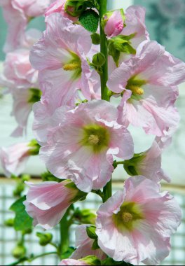 Althaea officinalis veya marsh-mallow, otçullukta ve kökten yapılan süs bitkilerinde kullanılan Avrupa, Batı Asya ve Kuzey Afrika 'ya özgü kalıcı bir türdür.