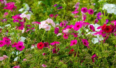 Phlox alevi; çoğunlukla Kuzey Amerika 'da, biri Sibirya' da ormanlık ve bozkırlardan farklı bir yaşam alanında bulunur. Kimisi baharda, kimisi yazın ve sonbaharda.