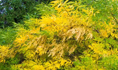 Fotoğrafçılığın sonbahar manzarası, akçaağaç ya da yapraklı çalılık, kanatlı meyveler ve renkli sonbahar yaprakları, bir süs olarak yetiştirilmiş ya da ahşap ya da şurup özü için.