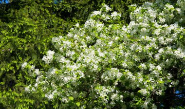 Elma Çiçekleri, Elma Çiçeği. Doğal yeşil arka planda gün ışığında. Ağaç beyazı baharda çiçek açar..