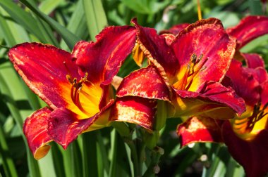 Lilium üyeleri gerçek zambaklar, büyük, belirgin çiçekleri olan, ampullerden büyüyen bir bitki cinsidir. Zambaklar önemli bir çiçek açan bitkidir.