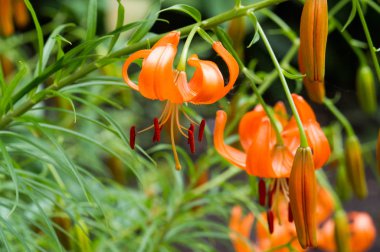 Lilium üyeleri gerçek zambaklar, büyük, belirgin çiçekleri olan, ampullerden büyüyen bir bitki cinsidir. Zambaklar önemli bir çiçek açan bitkidir. 
