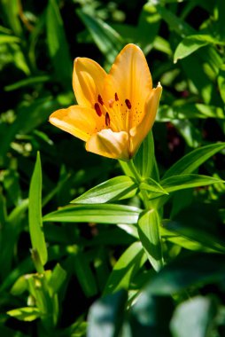 Lilium, otçul çiçekli bir bitki cinsidir ve hepsinde de büyük belirgin çiçekler bulunur. Zambaklar, dünyanın çoğunda kültürde önemli olan çiçek açan bir bitki grubudur..