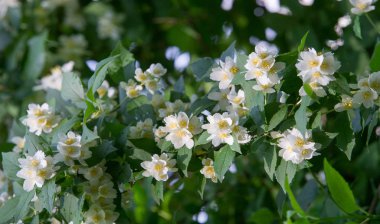 Yasemin, parfüm veya çayda kullanılan kokulu çiçekleri taşıyan Eski Dünya çalısı ya da tırmanma bitkisidir. Bir süs olarak popülerdir. Fluminense Altın Sahili Yasemin