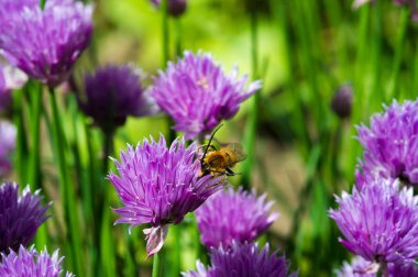 Chives Allium schoenoprasum, ev bahçelerinde. Mutfak kullanımında, osprey ve açılmamış olgunlaşmamış çiçek tomurcukları küpler halinde kesilir ve balık, patates, çorba lar için bir madde olarak kullanılır