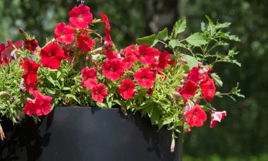 Petunia, Güney Amerika kökenli çiçekli bitkilerden biridir. Bu Fransız ulusal isminin adıdır, Petun, anlamı tütün, Tupi - Guarani dilinden gelir..