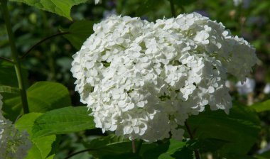 Viburum opulus var steril Boule de neige 'in Avrupa kızılcık çalısı. Hanımeli ailesinin bir çalısı. Yuvarlak beyaz çiçek kümeleri onu kırmızı böğürtlen takip ediyor..