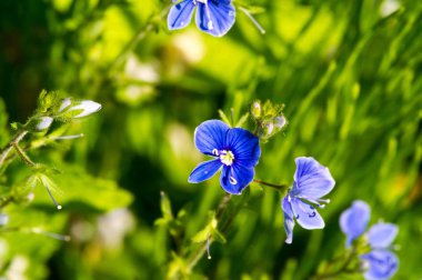Geranium pratense, Geraniaceae familyasından Avrupa ve Asya 'ya özgü bir bitki türüdür. Uçan daire şeklinde soluk menekşe çiçekleri.