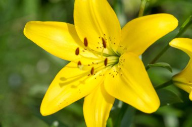 Zambak zambakları Lily - Çiçekler büyük, genellikle hoş kokulu ve beyaz, sarı, portakal, pembe, kırmızı ve mor gibi çok çeşitli renklerde sunulurlar. İşaretleme noktalar ve fırça darbelerini içerir.