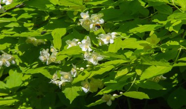Yasemin, parfüm veya çayda kullanılan kokulu çiçekleri taşıyan Eski Dünya çalısı ya da tırmanma bitkisidir. Bir süs olarak popülerdir. Fluminense Altın Sahili Yasemin