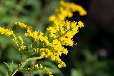 Genellikle altın ağaç olarak adlandırılan Saltago çiçeği, Kuzey Amerika 'dan gelir, Meksika' dan Güney Amerika ve Avrasya 'ya kadar olanlar da dahil olmak üzere..