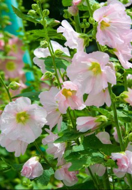 Althaea officinalis veya marsh-mallow, otçullukta ve kökten yapılan süs bitkilerinde kullanılan Avrupa, Batı Asya ve Kuzey Afrika 'ya özgü kalıcı bir türdür.