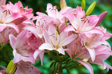 Zambak zambakları Lily - Çiçekler büyük, genellikle hoş kokulu ve beyaz, sarı, portakal, pembe, kırmızı ve mor gibi çok çeşitli renklerde sunulurlar. İşaretleme noktalar ve fırça darbelerini içerir.