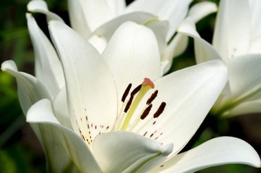 Lilium üyeleri gerçek zambaklar, büyük, belirgin çiçekleri olan, ampullerden büyüyen bir bitki cinsidir. Zambaklar önemli bir çiçek açan bitkidir. 