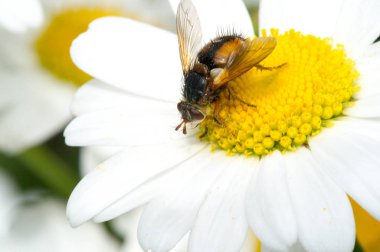 Papatya çayı. İtalyan papatya çayı özütü Matrikaria recutita koyu çay olarak kabul edilir. Fizyoterapide antimikrobik ve iltihap önleyici olarak kullanıldı. Aynı zamanda merhemlerde, losyonlarda ve enfeksiyonlarda da kullanılır.