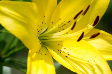 Zambak zambakları Lily - Çiçekler büyük, genellikle hoş kokulu ve beyaz, sarı, portakal, pembe, kırmızı ve mor gibi çok çeşitli renklerde sunulurlar. İşaretleme noktalar ve fırça darbelerini içerir.