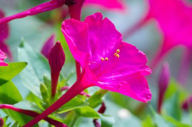 Mirabilis jalapa, Peru mucizesi veya dört saatlik bir çiçek, Mirabilis bitkinin en yaygın süs türüdür ve çeşitli renklerde mevcuttur. Mirabilis jalapa Aztekler yetiştirilen