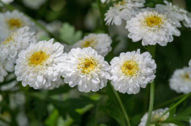 Achillea Ptarmica, hapşırık otu, hapşırık otu, piç pellituar, Avrupa pellituvarı, Fransa 'nın güzel nedimesi, kaz dili, vahşi sarmaşık, Kuzey Amerika' nın dağınık bölgelerinde vatandaşlığa alınmıştır.