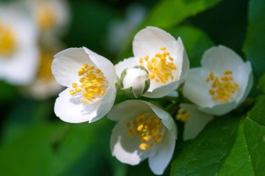 Philadelphus They are named mock-orange in reference to their flowers, which in wild species look somewhat similar to those of oranges and lemons Citrus at first glance,  flowers and jasmine Jasminum clipart