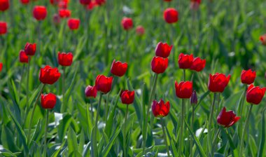 Laleler Tulipa, saklama organı olarak ampullere sahip, bahar çiçekleri açan, uzun ömürlü bir bitki cinsidir. gösterişli ve parlak renkli, genellikle kırmızı, pembe, sarı ya da beyaz