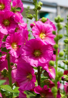 Althaea officinalis veya marsh-mallow, otçullukta ve kökten yapılan süs bitkilerinde kullanılan Avrupa, Batı Asya ve Kuzey Afrika 'ya özgü kalıcı bir türdür.